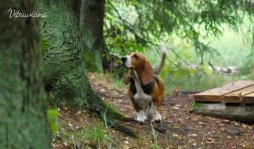 Basset Artesien Normand