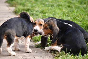 Puppies Basset
