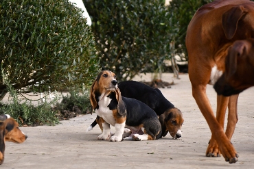 Welpen Basset