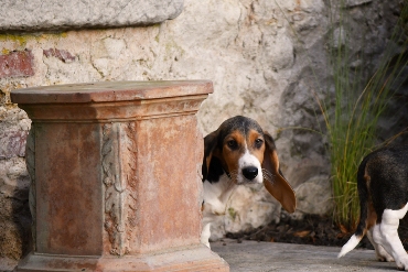 Puppies Basset