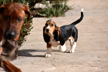 Welpen Basset