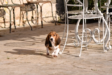 Puppies Basset