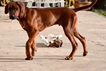 Welpen Basset