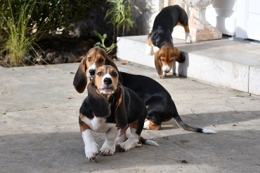 Puppies Basset