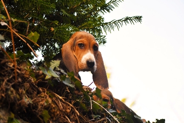 Welpen Basset