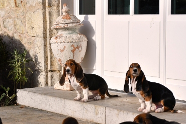 Puppies Basset