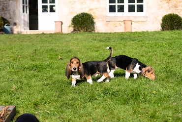 Welpen Basset