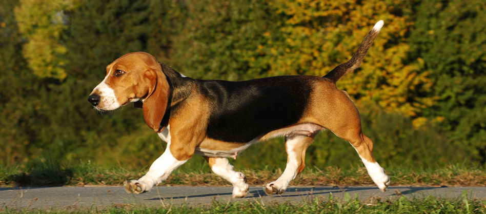Basset Artesien Normand