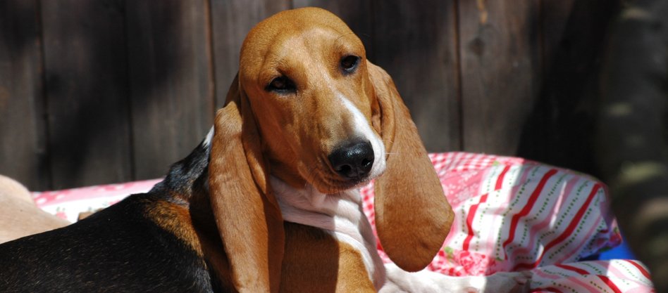 Vitruvians Basset Artesien Normand