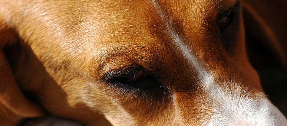 Basset