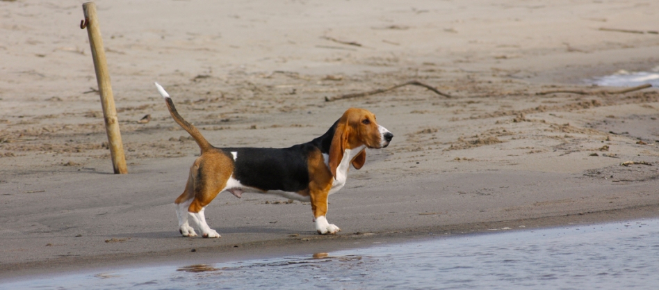 Vitruvians Basset Artesien Normand